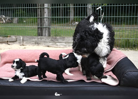 bezaubernde Tibet Terrier Welpen aus liebevoller Zucht dürfen Ende Juli ausziehen..