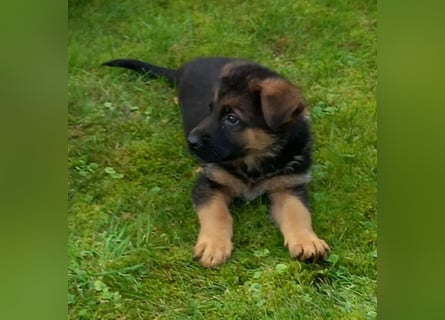 Schäferhund-Welpen 1 Rüde, 8 Hündinnen zu verkaufen