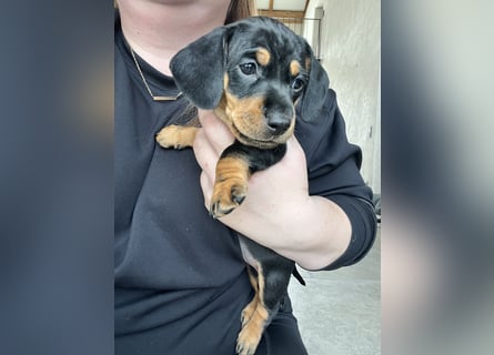 Dackel Welpen Black Tan