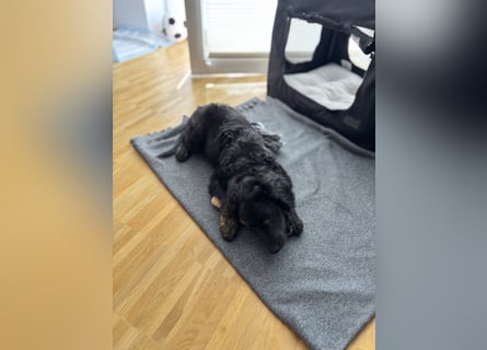Aussiedoodle Welpe Bella * weiblich * 13 Wochen * gechipt, geimpft, entwurmt