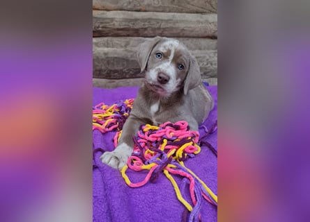Labrador Aussiedor Welpen,dürfen ausziehen,aus liebevoller Zucht