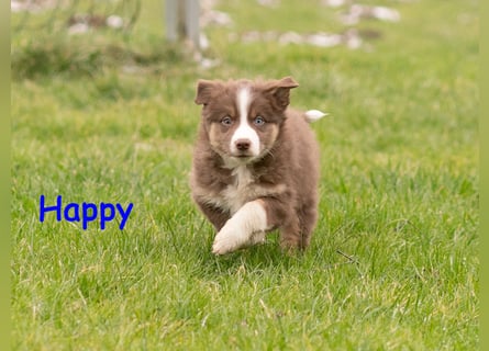 Zuckersüße Australian Shepherd Welpen ASCA