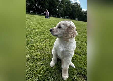 Labradoodle