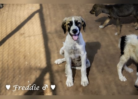 Felix und Freddie suchen absofort ein Zuhause