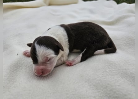 Border Collie Welpen