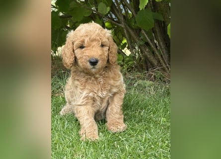 Aussiedoodle / Aussiepoo  F1b