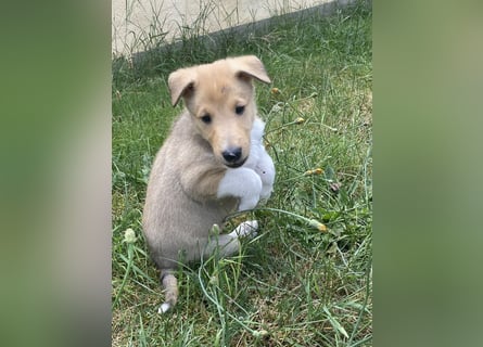 Lang- und Kurzhaar- Collie- Welpen