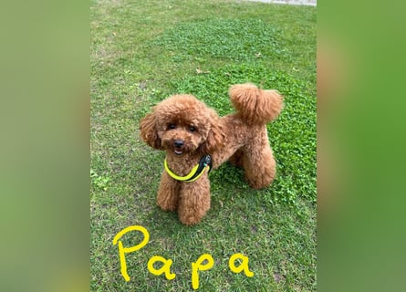 Maltipoo Welpen Rüde