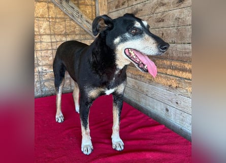 JANOSCH - traurige Geschichte - 13 Jahre, 45cm/15kg - Mischling