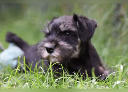 Zwergschnauzer Welpe schwarz silber  darf sofort ins neue Zuhause
