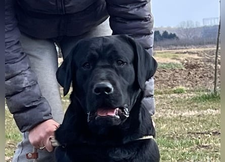 Labrador retriever, Lieferung! Schwarz für Zucht, Ausstellung und Familien