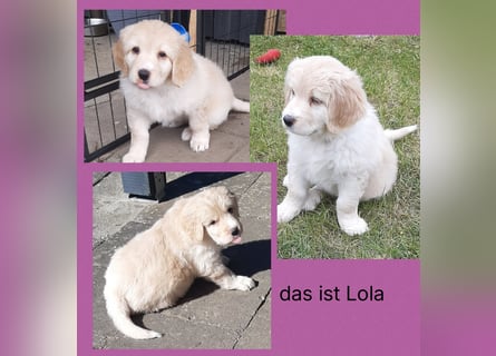 Hovawart Welpen ohne Papiere