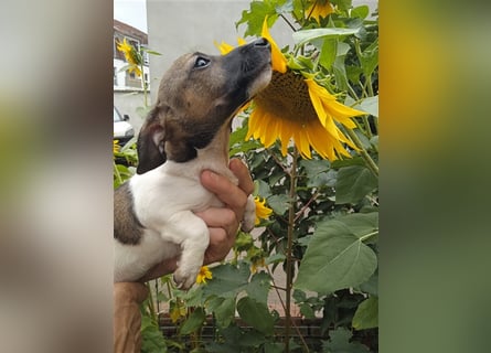 Jack Russell Terrier HÜNDIN mit CHIP/Eu-Pass AB SOFORT