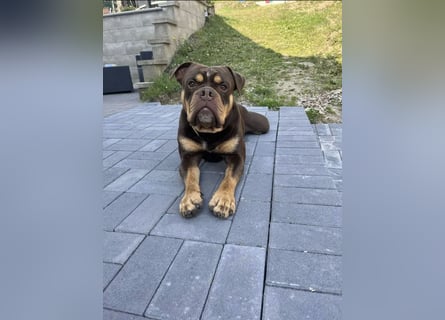 Exotic Bully Bulldog OEB Welpen Bulldogge