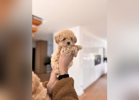 Maltipoo Pudel Malteser