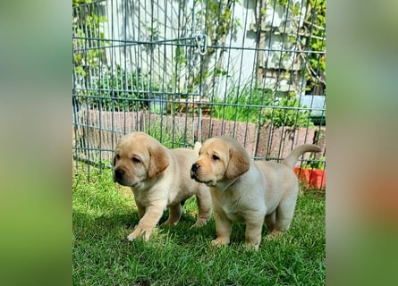 Labrador Welpen mit Ahnentafel, abzugeben ab Mitte /Ende Mai