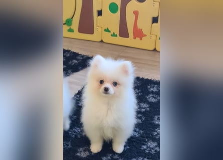 Zwergspitz Pomeranian Welpen Bärchengesichter mit Ahnentafel