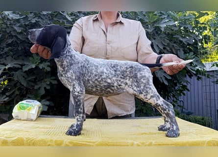 Braque d'Auvergne (Auvergne Vorstehhund) Welpe