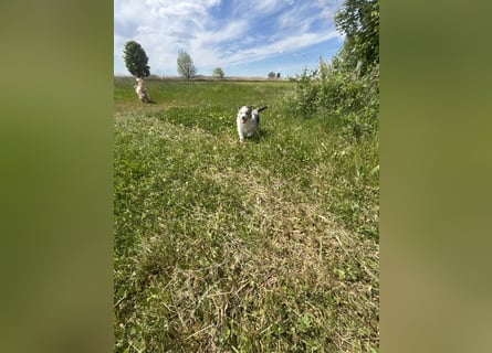 Australian Shepherd Welpe Bluey 