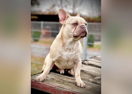 Gesunde Sportliche Französische Bulldoggen aus Familienzucht!