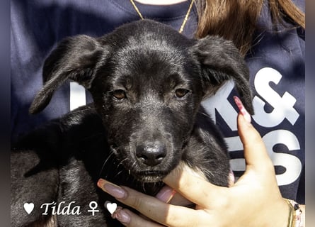 Teddy und seine Geschwister suchen ab September ein Zuhause