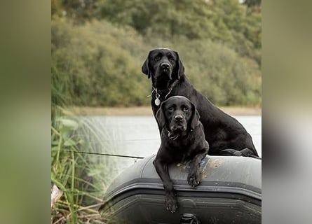 Labrador Welpen