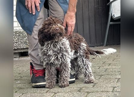 Lagotto Romagnolo Welpen, 4 Hündinnen suchen ein Zuhause