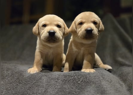 Labrador Welpen reinrassig (gelb-foxred)