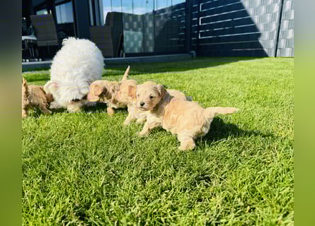 Wunderschöne Maltipoo Welpen!!! (Malteser/Zwergpudel)
