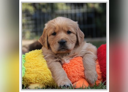 Golden Retriever Welpen vom Thüringer Wald