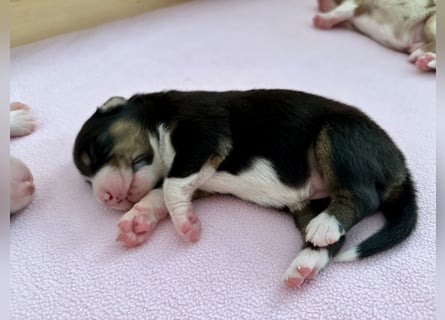 Black Tri Hündin, Australian Shepherd