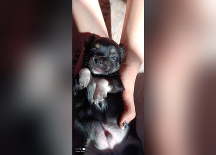 Reinrassige Langhaar - Chihuahua - Welpen abzugeben, sehr verspielt und verkuschelt!