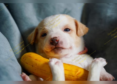Dansk Svensk Gardhund,  Farmdog, Danky