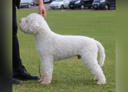Lagotto Romagnolo Welpen reinrassige