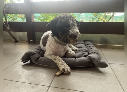 Hugo, a purebred Lagotto Romagnolo male, 9 months old