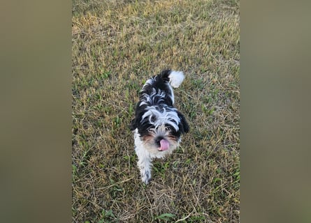 Shih Tzu Mix Welpen vom 18.03.25