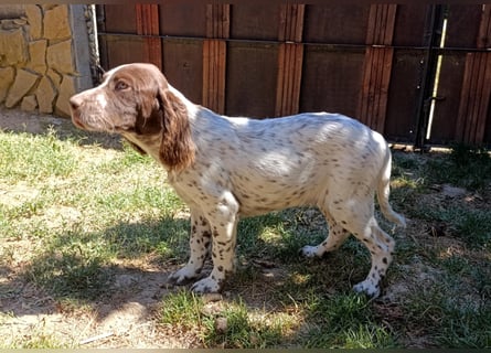 English setter Rüde