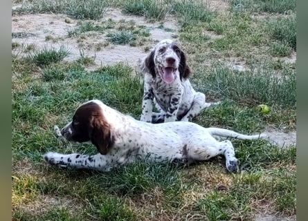 English setter Welpen (3 Rüden, 2 Hündinnen)