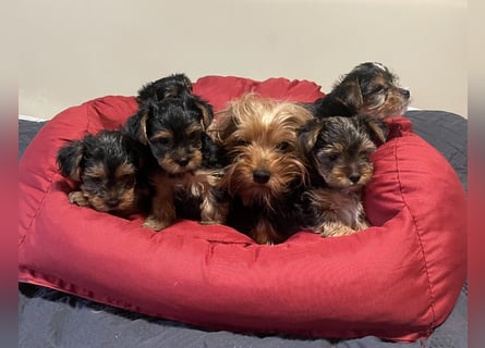 Liebe auf vier Pfoten – Yorkshire Terrier Welpen suchen ihr Für-immer-Zuhause!