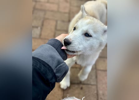 Akita/Sibirien Husky Welpen
