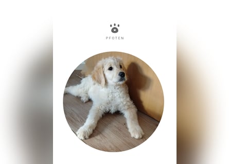 Goldendoodle Welpe F1