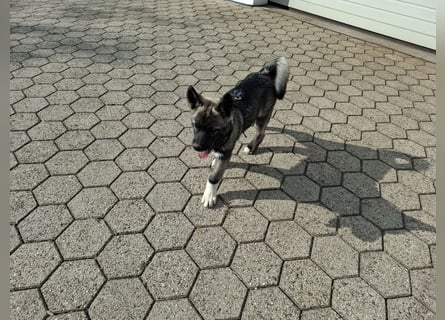 Akita - Husky Welpen