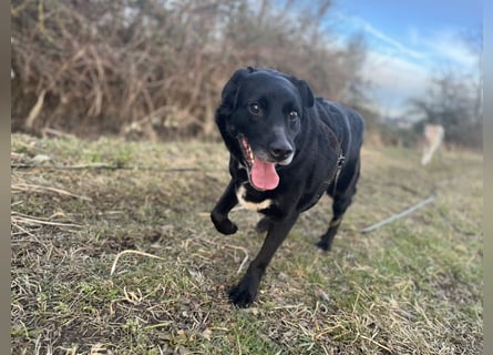 Labrador - Flat Coated Retriever Mix Rüde (5-7 Jahre, kastriert), freundlicher Anfängerhund