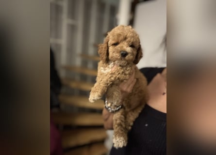 Cockapoo. F1 American Wurfankündigung Mai 2025