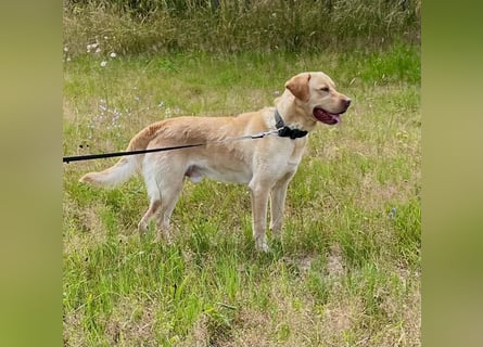 Labrador Retriever Labbi Welpen