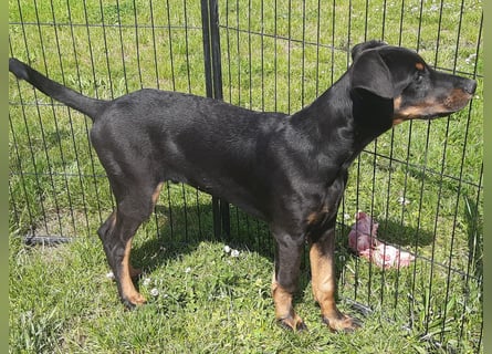Dobermann Welpen mit Ahnentafel u. Bringservice