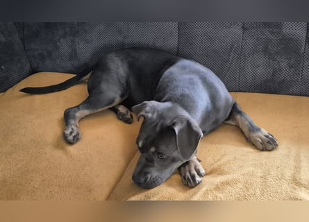 Süße Labradorwalmaraner/ American bully (pocket) Mix