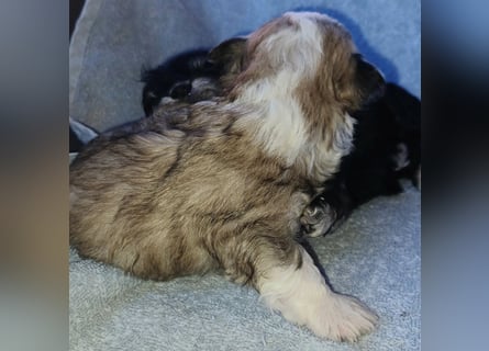 Maltipoo in zauberhaften Farben