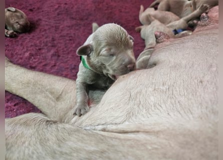 Labrador silber Welpen mit Ahnennachweis 12.08.24 geboren