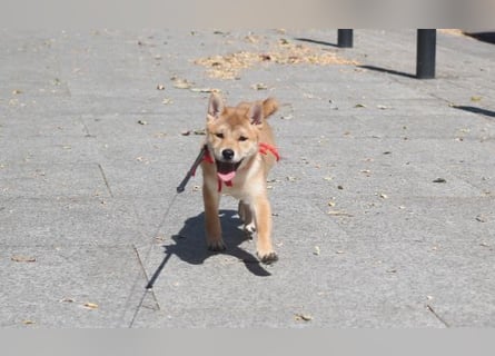 Schöne rote Shiba inu Welpen MEI, MIKA, MASARU mit FCI dokumenten